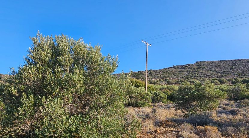 PLVLI3 photo (12)