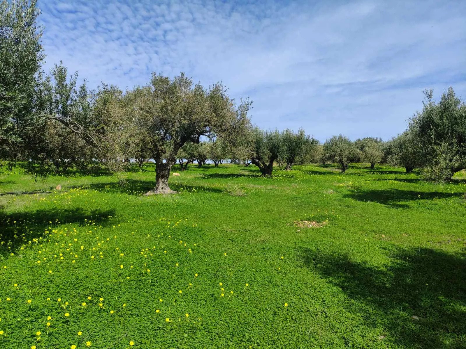 Building plot with olive grove in Sissi, Crete