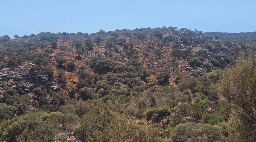 PLAG158 photo (7)