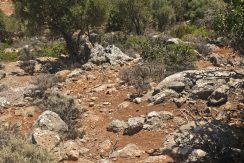 PLAG158 photo (9)