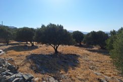 PLLOUM10 photo (14)