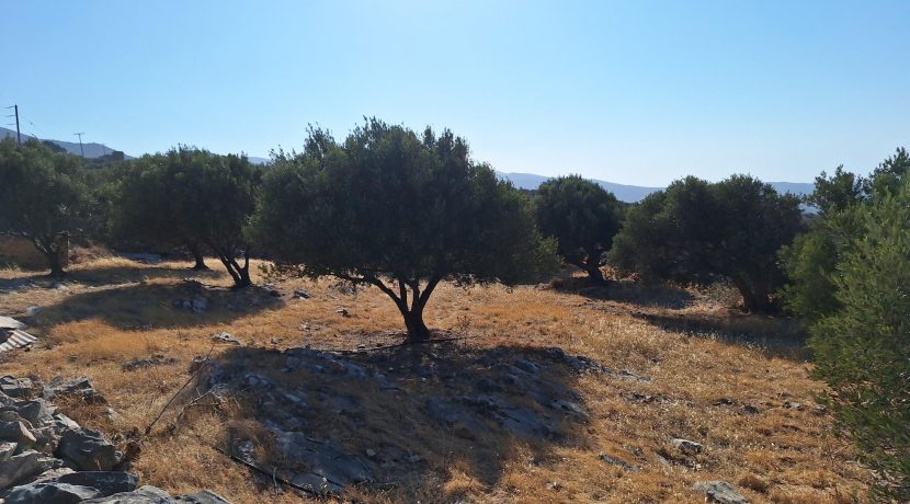 PLLOUM10 photo (14)